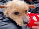 Chú chó hoang khóc khi nhận ra tình yêu thương của chàng trai