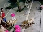 Hai chú chó 'dàn cảnh' đánh nhau làm đổ bàn nhậu