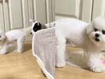Chú chó nổi quạu với đồng bọn đùa nhây
