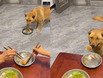 Chú chó nhường đùi gà khi thấy sen giành đồ ăn