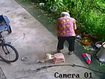 Chó con biết lấy ghế cho cụ bà ngồi