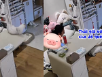 Chú mèo giả vờ ngủ để chữa quê khi bị ngã