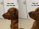 Chú chó ghen tị khi thấy ông chủ bóp chân cho vợ