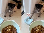 Chú chó bực bội vì đang đói còn bị cô chủ troll