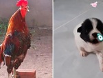 Chú chó 'gáy Ò ó o'