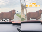 Cười sảng với chú bò khó tính