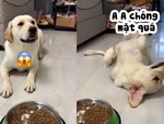 Chú chó ăn vạ chuyên nghiệp