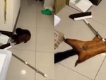 Con sóc nghịch ngợm tạo hiện trường giả để không bị sen mắng