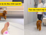 Chú chó đi cà nhắc trêu ngươi ông chủ bị đau chân