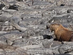 Tại sao giới trẻ mê đứ đừ Capybara?