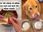 Chú chó để lại viên thuốc được chủ ngụy trang kỹ lưỡng trong đồ ăn