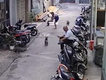 Chú chó tịch thu dép của người đàn ông khi bị đánh