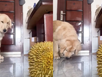 Chú chó buồn nôn khi thấy cô chủ khui sầu riêng
