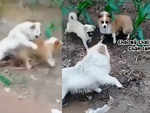Hai chú chó hoảng hồn bỏ chạy khi thấy đồng bọn ăn vạ trước mặt chủ