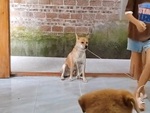 Chú chó chán không buồn nói khi phải giữ dây cho cô chủ