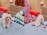 Chú chó vội lau miệng khi biết quả bóng dơ bẩn