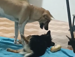 Chú chó lươn lẹo với đồng bọn để cướp miếng bánh
