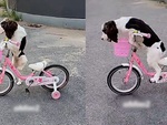 Chú chó đi xe đạp siêu ngầu