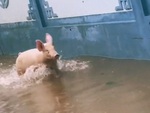 Chú lợn chạy tung tăng trên đường ngập mùa lũ