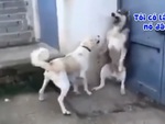 Husky bị bạn đời trách mắng vì dọa nạt con