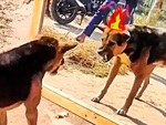 Những chú chó đánh nhau với bóng mình trong gương
