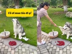 Chú chó thông minh biết giúp chủ bán hàng