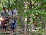 Hai người đàn ông bỏ chạy trối chết khi bắt ong vò vẽ