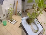 Sinh viên ký túc xá tá hỏa vì bồn cầu mọc cây tươi tốt sau kỳ nghỉ hè