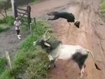 Hai chú chó sang chấn tâm lý vì hổ báo với bò