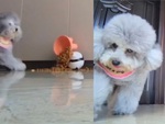 Chú chó bực bội với chiếc camera