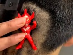 Khi thợ cắt tóc tạo mẫu siêu nhân cho khách