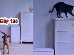 Mèo và chó song kiếm hợp bích trộm bịch bánh