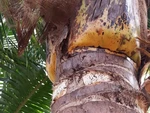 Chỉ những người có đôi mắt tinh tường mới thấy con thằn lằn ở đâu