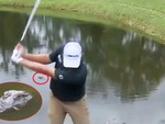 Fan thót tim khi golfer bước xuống hồ cá sấu đánh bóng