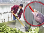 Chủ ao Trung Quốc cho cá ăn hơn 5 tấn ớt mỗi ngày