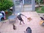Chàng trai đi gửi thiệp cưới bất ngờ bị chó tặng '3 mũi 900k'
