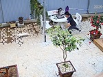 Đã nuôi mèo lại còn nuôi chim