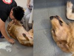 Chú chó xỉu ngang vì bị đổ nước vào người