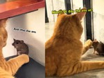 Chuột sảng hồn với chú mèo cợt nhả