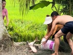 Cả nhà chán không buồn nói khi để sổng cá to