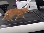 Mèo tự bật máy tập chạy ở phòng gym để chạy bộ