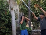 Thanh niên u đầu khi hứng đu đủ