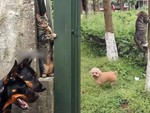 Mèo nín thở khi bị chó tìm