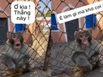 Chú khỉ tức tối khi bị trêu ngươi