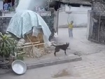 Chú chó chạy tán loạn khi cậu chủ nghịch ngợm đốt đống rơm