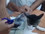 Dùng mèo để vận chuyển chất cấm vào nhà tù