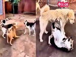 Chó 'đại ca' xử lý đồng bọn hổ báo một nốt nhạc