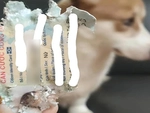 Chú chó xứng đáng nhận 10 'phiếu bé ngơ'