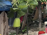 Ảnh vui 28-5: Khi ngoại kêu cắt nửa trái bầu để nấu canh...