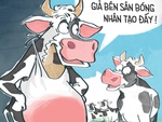 Bò bố đi quảng cáo... sữa